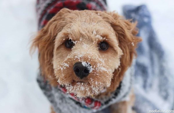 How Much Does A Cavapoo Cost? [Price Guide] - OodleLife®