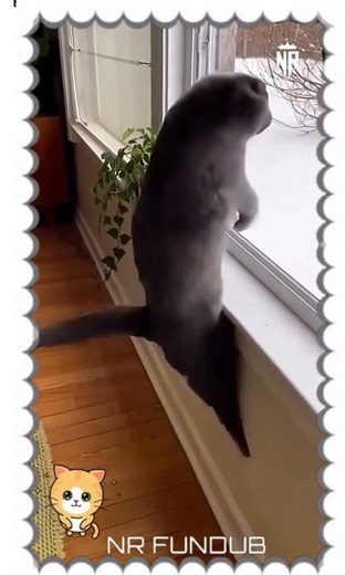 അമ്പടി കള്ളി 😿🐦#shorts #funnyshorts #comedyshorts#youtube #trending #subscribe #viral #youtuber