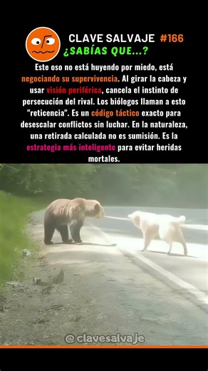 ¡El Protocolo Secreto Del Oso! 🧠 166% #osos #supervivencia #animales