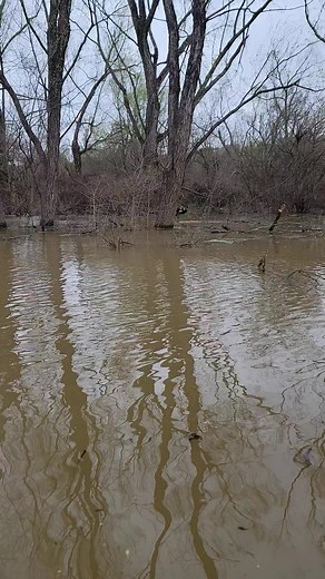 17K views · 278 reactions | Get some waders and come wading w/us chasing them Mississippi slabs料 ! Cory Harris Randy Conrad #CRAPPIECASKET #TEAMDANDD #crappie #fishing #mississippi #k9fishing #bayoucustombaits #BnMFishing #memphis #wading #in #the #jungle #basspro #tennessee #mississippi #anglers #foryou #fyp #viral | Derrick Stokes | Facebook