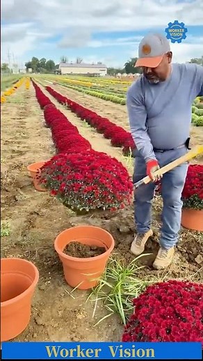 Farming Skill Masterclass — How Workers Transplant Round Chrysanthemums So Neatly!