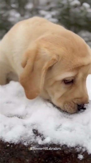 ❄️When Labradors discover snow is edible‼️🥶☃️ Do your dogs eat snow⁉️