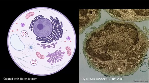 Cell parts and their functions