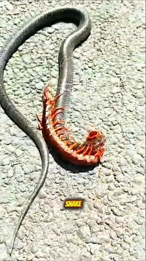 Giant centipede attack on venomous snake #animals #wildlife #shorts
