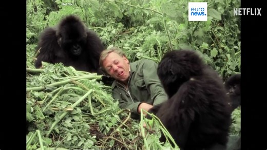 A century of change: Planet Earth through David Attenborough’s eyes as global treasure turns 100