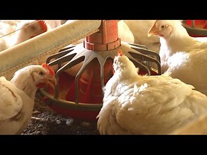 Chicken Feed Tailored to Each Stage of Life
