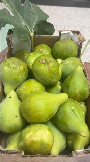 La Figue : Bienfaits, Valeurs Nutritionnelles et Secrets de ce Fruit Exceptionnel