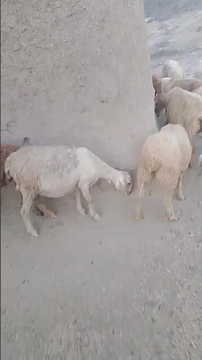Adorable Sheep 🐑 Cutest & Funniest Sheep Moments Ever