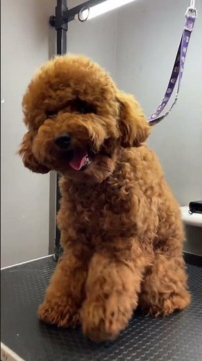 Professional Grooming for Red Poodle Teddy Style Cut | V.O.G DOG SALON