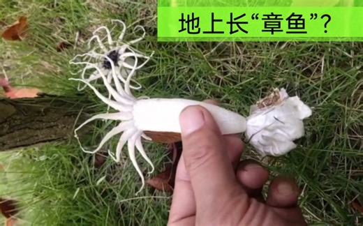这种蘑菇像章鱼，学名，星头菌，肠胃炎毒性