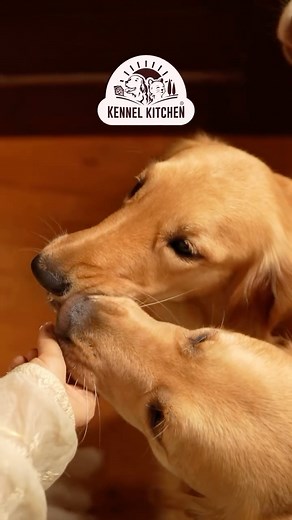 It’s doggy detox day! 🐾💛 Cool, creamy, and oh-so-good this frozen treat is the perfect refresh for your pup. Ingredients: Kennel Kitchen Milk Treats 🐶 1 small banana (chopped for sweetness & buttery texture) 🍌 2 tbsp plain whisked yogurt 🥣 Method: Add Kennel Kitchen Milk Treats to an ice tray Add chopped banana on top Pour in plain whisked yogurt Freeze for 1 hour and serve chilled! A little detox, a lot of tail wags. 💛 #KennelKitchen #DoggyDetox #RealFoodForRealPets #HealthyDogTreats | Ke