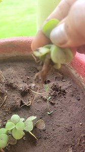 Stem Cutting Propagation of Jade plant/Jade Plant propagation 🪴Jade plants, also known as Crassula ovata, can be propagated from stem or leaf cuttings🌿✂️🌿, and the rainy season🌦👍, with its higher humidity and warmth, can encourage root development. 🌿🌦Rainy season can be a suitable time for propagating jade plants from cuttings, but it's crucial to be mindful of conditions to avoid rot. 🪴 #Aadishkiduniya #jadePropagation | Aadish ki Duniya