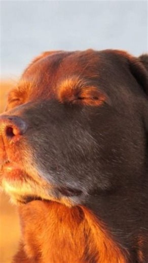 Ani_mc🌊❤️‍🩹 on Instagram: "Supriseeeeeee 👺🤣 . . . . #siprise #suprose #suprise #suriyasivakumar #catmemes #catlovers"