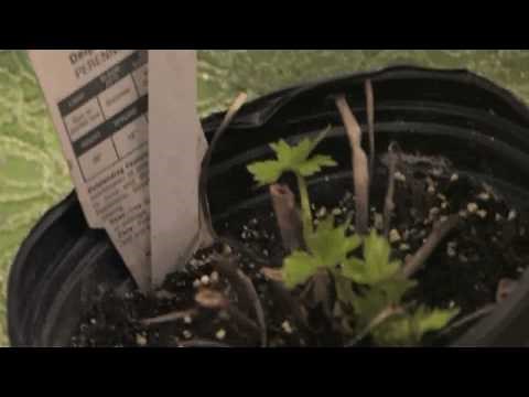 Flower Gardening Tips : How to Grow Delphinium