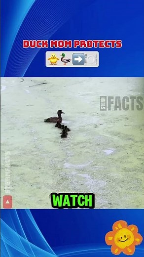 How Duck Mom Teaches Her Ducklings to Survive