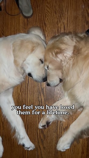 A life without dogs is an empty life 🥹 . . . #dogsarefamily #ilovemydog #puppylovers #happydogs #cutedogsofig #goldenpuppy #retrieversgram #goldenretrieverworld | barkin_brothers