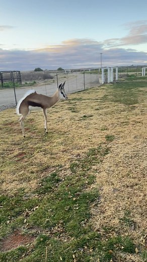 Danè Botma (@dane_animals) - Funny Springbok Animal Jumping Videos