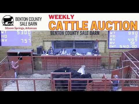 Northwest Arkansas Sale Ring LIVE | Benton County Sale Barn Cattle Auction | Feb 19, 2026