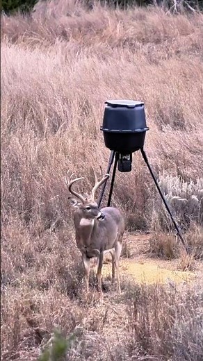 Through the Trees: Close Range Deer Hunt#deerhunting#buckhunting #bigbuck#bowhunting#buckbeak #short