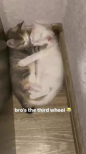 NOOO KITTY 😭 #catlovers #cat #catsoftiktok #cats #catmemes #kittensoftiktok #memes #kitty #kitten #softcatmemes