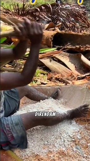 So unique! The traditional process of harvesting sago flour #agriculture #sagupapua #sagoflour #g...