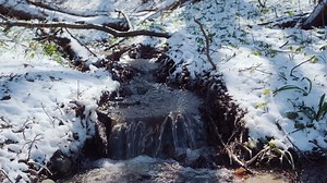 Spring forest after the snowfall. Springtime water stream. Forest river in the winter. Green grass, flowers and trees covered with frost