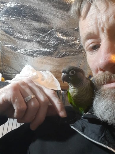 So I might have gotten a new pal at the sale today. This lovely wee conure. Just needs a name! All suggestions welcome!! #conure #birdkeepers #aviary