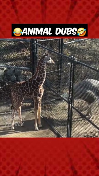 கழுத்து வலிக்கு தைலம் வாங்குனா சொத்து அழிஞ்சிரும்‼️😵‍💫🤣😭#funnydub #animalfunny #Giraffe #ostritch