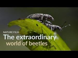 The extraordinary world of beetles