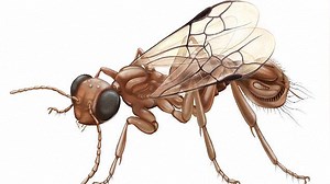 Ancient parasitic wasp had bum like a Venus Flytrap to catch prey