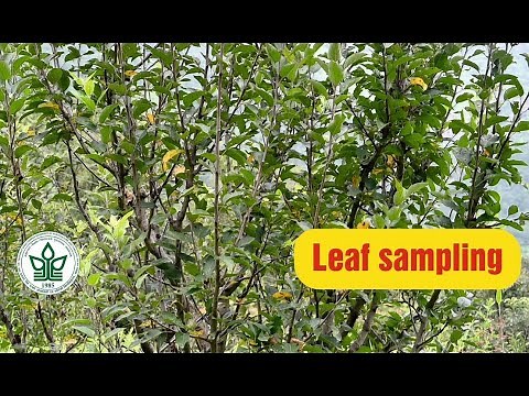 How to collect leaf samples for analysis| Dr YS Parmar University of Horticulture & Forestry, Nauni