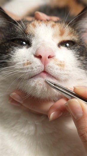 Satisfying Cat Blackhead Removal | Deep Blackhead Removal & Cleaning #Shorts