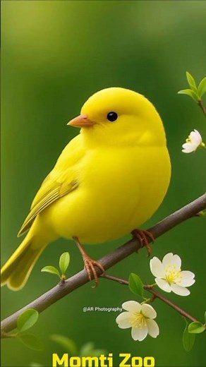 🐦 Cutest Bird Moments Ever! ❤️ #shorts