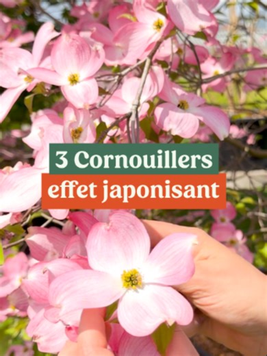Les Cornus sont des arbres et arbustes parfaits pour apporter structure et floraison au jardin 🌸 Voici 3 variétés à connaître : - Le Cornus kousa Milky Way à floraison blanche abondante et élégante - Le Cornus Controversa au port en étages très graphique - Le Cornus Florida rubra aux bractées roses spectaculaires Il faudra les installer dans un sol frais, léger et plutôt acide. #cornus #kousa #controversa #florida #plantes #jardin