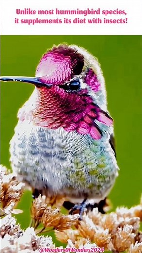 ✨‼️Let's meet Anna's Hummingbird; The Flying Jewel of the Pacific Coast‼️✨ #hummingbird #iridescent