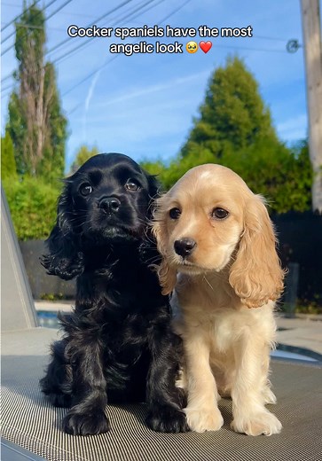 Cocker Spaniels Available for Adoption in Laval, Quebec