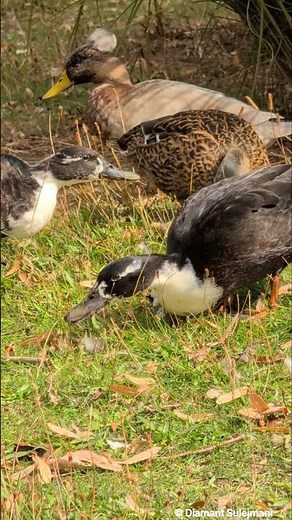 Was suchen diese Enten im Ebertpark Ludwigshafen so intensiv? 😱