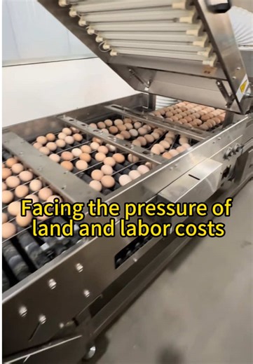 Modern Automatic Chicken House for Large-Scale Poultry Farming