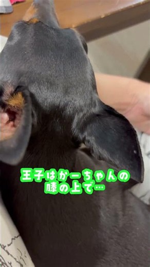 手前は甘えん坊、奥は野生ゼロ（笑）お家リラックスが全開すぎるミニピン多頭飼いライフ #shorts #ミニチュアピンシャー #犬のいる暮らし