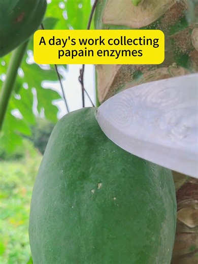 A day's work collecting papain enzymes #papain