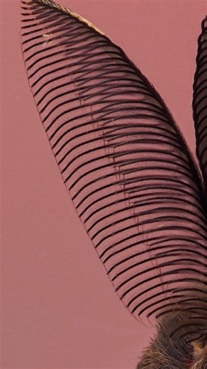 I find moths are much cuter than butterflies.... Agree or agree? 😍 #macro_dix #fypシ゚ #akdiffuser #omsystem #godoxlighting #macro #nature @highlight | Dix Balino