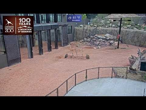 The Giraffe Center Outdoor Cam | Live from Cheyenne Mountain Zoo