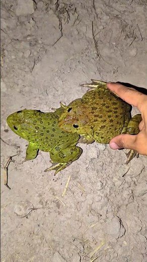 Frog jumping on frog funny for laugh | Catch the amazing funny frog | froggy frog frogs