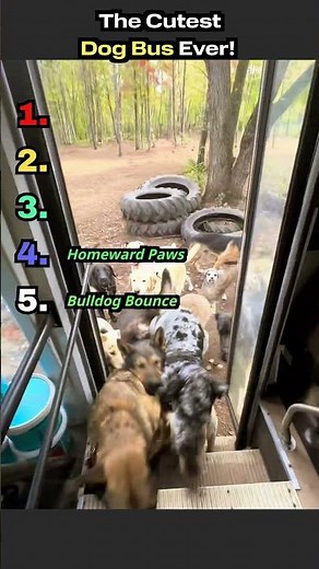 The Cutest Dog Bus Ever!