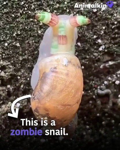 Bizarre zombie snail flashes green and orange lights