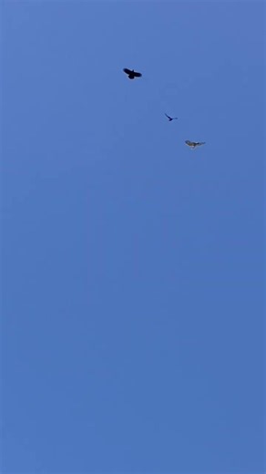 Creature Lives - Hawk Ganged Up on by More Crows