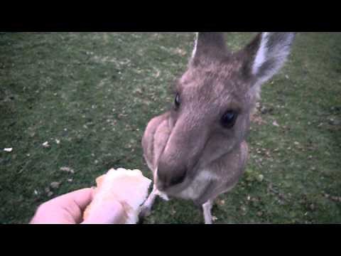 Kangaroo up close, feeding and petting a wild kangaroo!