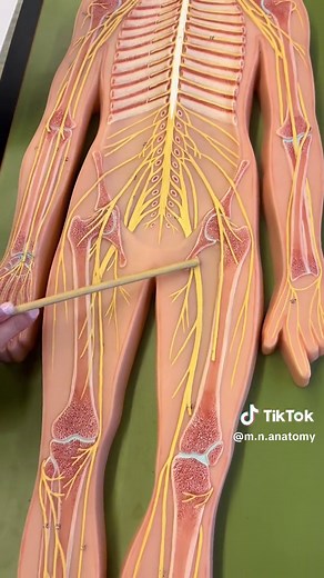 Mastering the Nerve Board Model for Exam Success