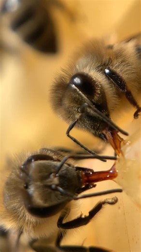 Mirabai’s bees on Instagram: "That “tongue” you see? It’s called a proboscis – a long, slender, hairy tool that folds away like a Swiss army knife between sips. It works like a straw and a sponge at the same time, letting bees slurp, lap, and suck up nectar and water with incredible efficiency. These two ladies are sharing a drink of some spilt honey. 🍯 #beesarecool #honeybee #beefact #macrobees #shotoniphone"