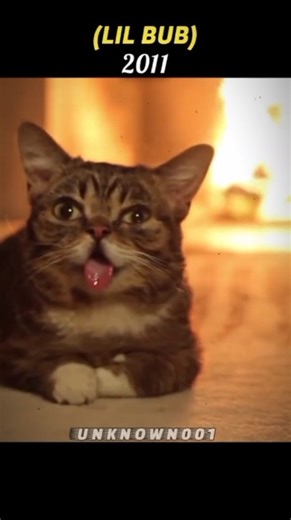 Famous Cat Memes That we've Lost Forever 😭 #youtubeshorts